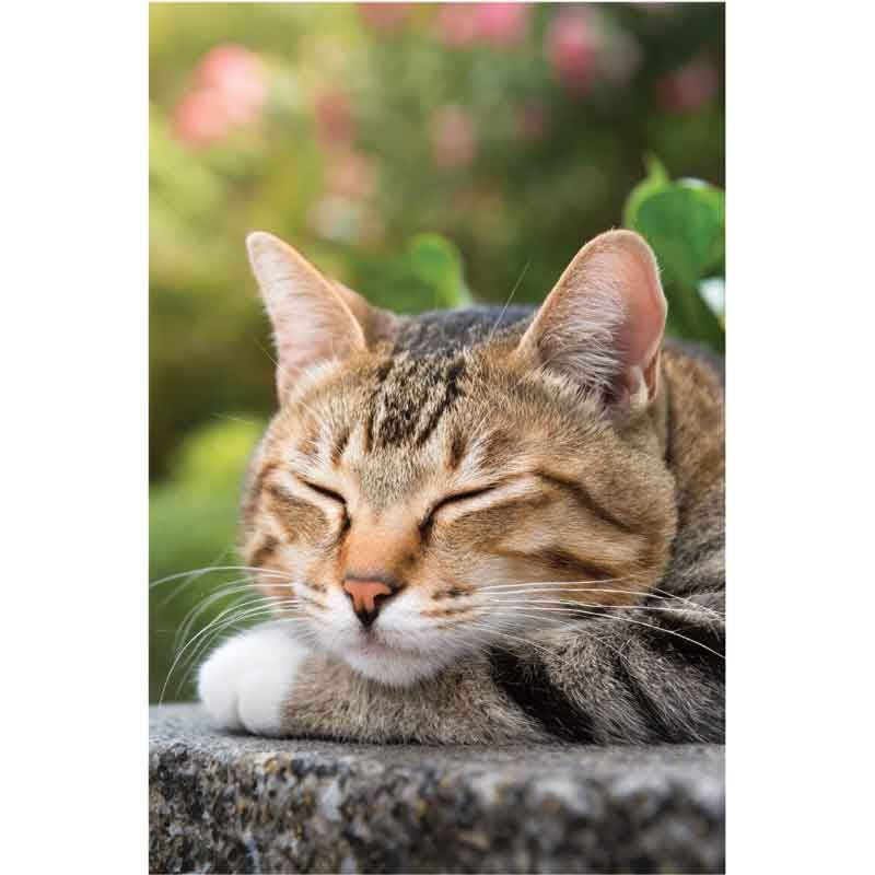 Tabby Cat Asleep Blank Card