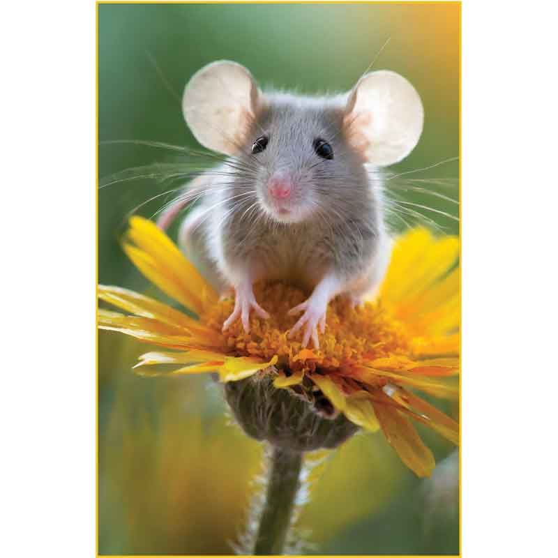 Mouse on a Flower Blank Card