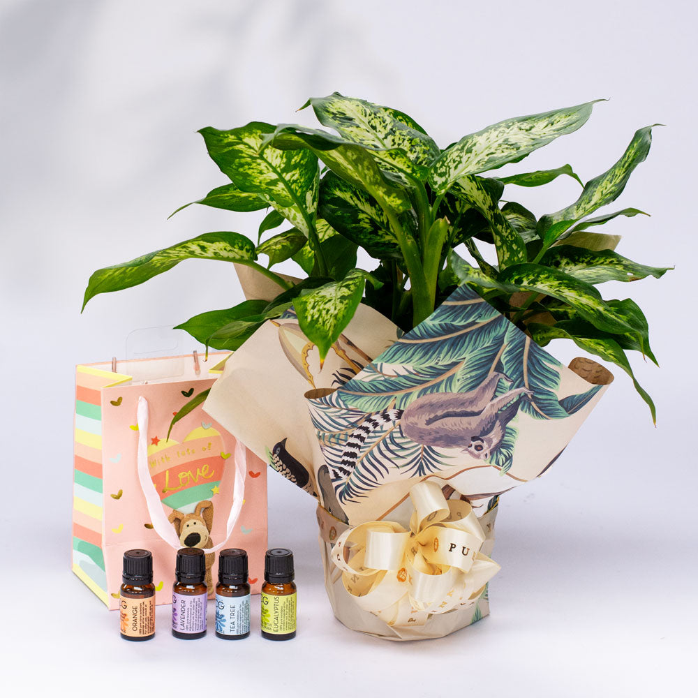 The Odessa x Cinnabar Green Essential Oil Set